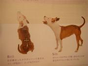 犬　カラーリング