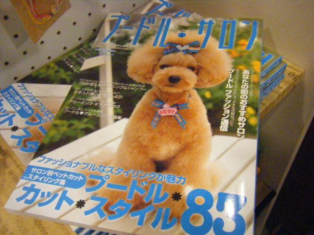 わんこのカラーリングご紹介します 12月9日 犬ごころ 川口 船橋 中野にあるペットショップ トリミング プードルカット しつけや飼い方などサポートします