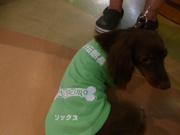 犬の会社　ドッグスピリット　ソックスちゃん