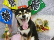 柴犬